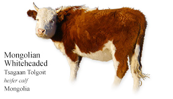 Mongolian Whiteheaded -heifer calf- Mongolia