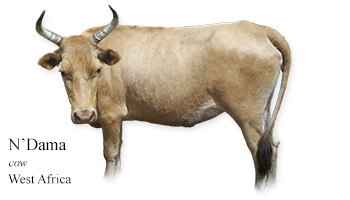 N’Dama -cow- West Africa