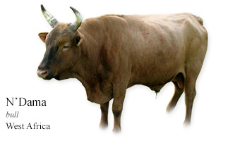 N’Dama -bull- West Africa