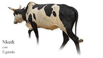 Nkedi -cow- Uganda
