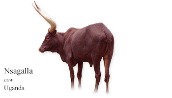 Nsagalla -cow- Uganda