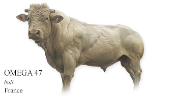 OMEGA 47 -bull- France