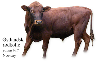 Østlandsk rødkolle - young bull- Norway