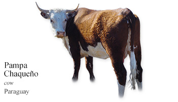 Pampa Chaqueño -cow- Paraguay