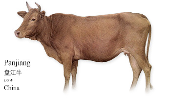 Panjiang 盘江牛 -cow- China