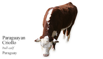 Paraguayan Criollo -bull calf- Paraguay