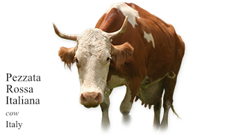 Pezzata Rossa Italiana -cow- Italy