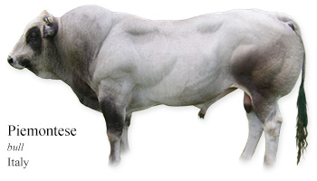 Piemontese -bull- Italy