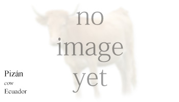 Pizán -cow- Ecuador