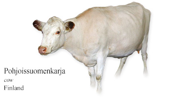 Pohjoissuomenkarja -cow- Finland