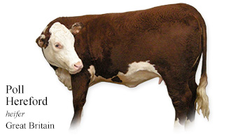 Poll Hereford -heifer- Great Britain