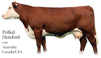 Polled Hereford -cow- Australia/Canada/USA
