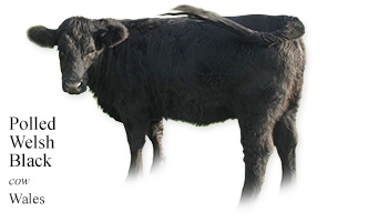 Polled Welsh Black -heifer calf- Wales