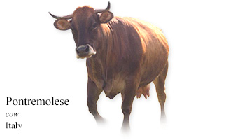 Pontremolese -cow- Italy