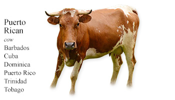 Puerto Rican -cow- Barbados/Cuba/Dominica/Puerto Rico/Trinidad/Tobago
