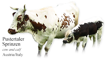 Pusteria -cow and calf- Italy/Austria