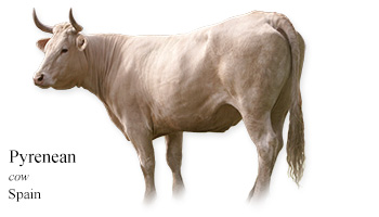 Pyrenean -cow- Spain