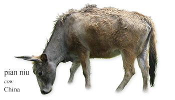 pian niu -cow- China