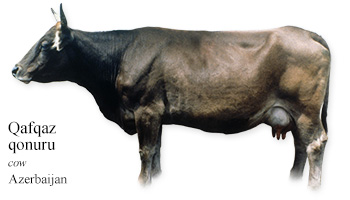 Qafqaz qonuru -cow- Azerbaijan