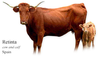 Retinta -cow and calf- Spain