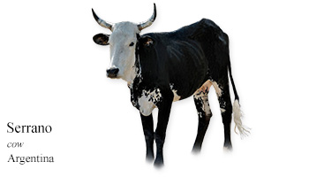 Serrano -cow- Argentina