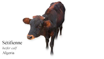 Setifienne -heifer calf- Algeria