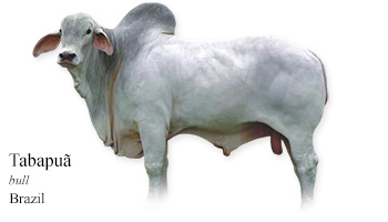 Tabapua -bull- Brazil