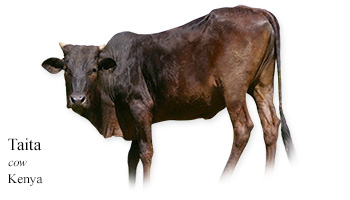 Taita -cow- Kenya