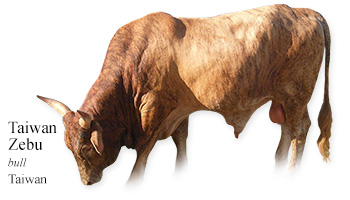 Taiwan Zebu -bull- Taiwan