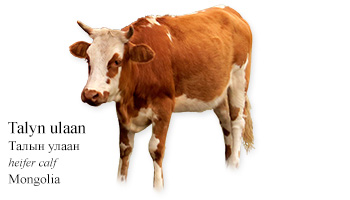 Talyn ulaan -heifer calf- Mongolia