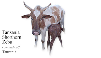 Tanzanian Zebu -cow and calf- Tanzania