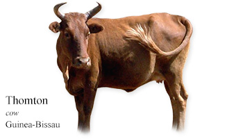 Thomton -cow- Guinea-Bissau