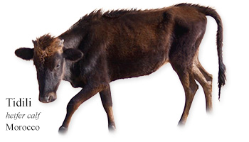 Tidili -heifer calf- Morocco