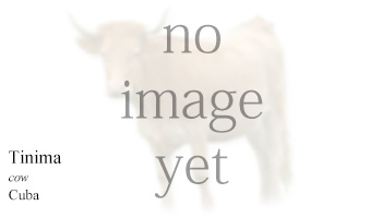 Tinima -cow- Cuba