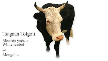 Tsagaan Tolgoit -ox- Mongolia