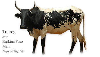 Tuareg -cow- Africa