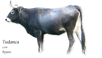 Tudanca -cow- Spain