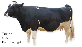Turino -cow- Brazil/Portugal