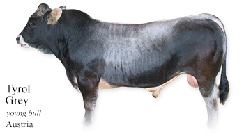 Tyrol Grey -young bull- Austria