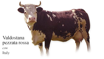 Valdostana pezzata rossa -cow- Italy