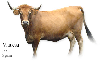 Vianesa -cow- Spain