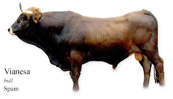 Vianesa -bull- Spain