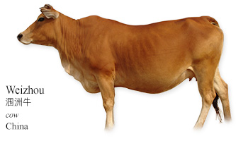 Weizhou 涠洲牛 -cow- China