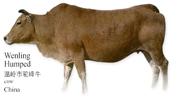 Wenling Humped 温岭市驼峰牛 -cow- China