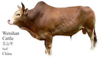 Wenshan_Cattle 文山牛 -bull- China