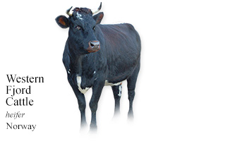 Western Fjord Cattle -heifer- Norway