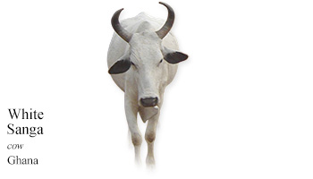 White Sanga -cow- Ghana