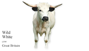 Wild White -cow- England