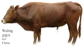 Wuling 武陵牛 -bull- China