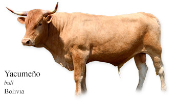 Yacumeño -bull- Bolivia